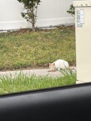 Found/Stray Unknown Cat last seen On Wickersham Ln behind The Learning Experince daycare, Houston, TX 77077