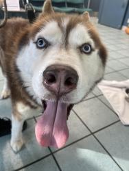 Found/Stray Male Dog last seen Intersection of Colony and Ronald, Newport News, VA 23602