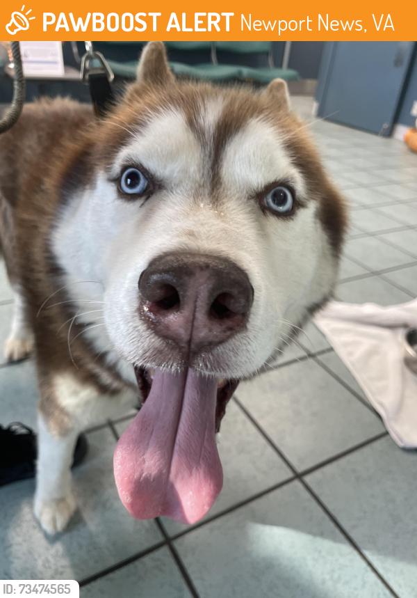 Found/Stray Male Dog last seen Intersection of Colony and Ronald, Newport News, VA 23602