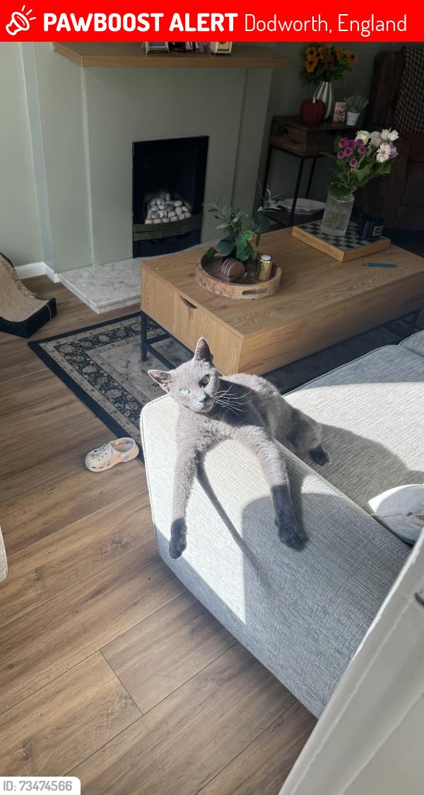Lost Male Cat last seen Park view, Dodworth, England 