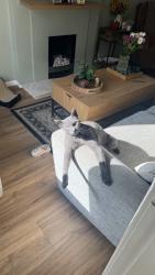 Lost Male Cat last seen Park view, Dodworth, England 