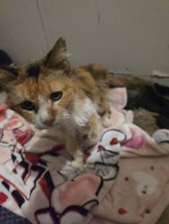 Found/Stray Unknown Cat last seen Matlock, Debbie lane, Arlington, TX 76002