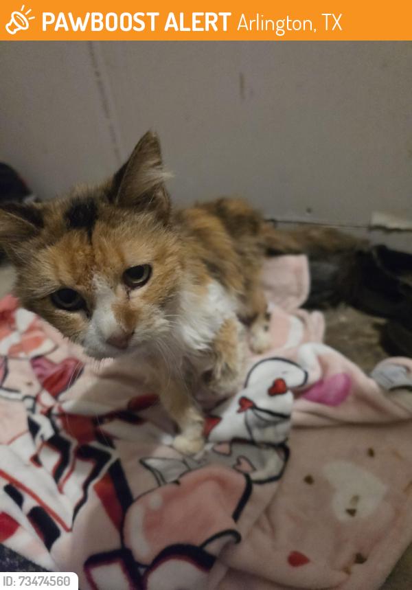 Found/Stray Unknown Cat last seen Matlock, Debbie lane, Arlington, TX 76002