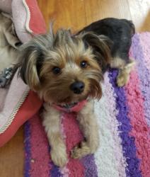 Lost Female Dog last seen Amar Rd (Rollingwood Apts), West Covina, CA 91790