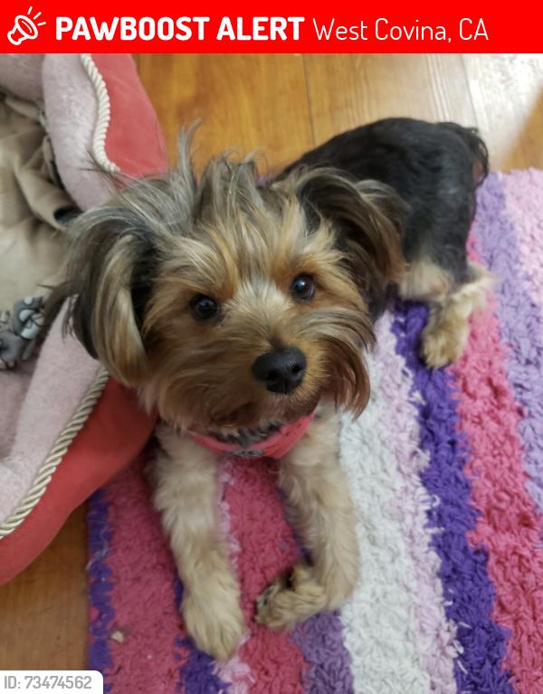 Lost Female Dog last seen Amar Rd (Rollingwood Apts), West Covina, CA 91790