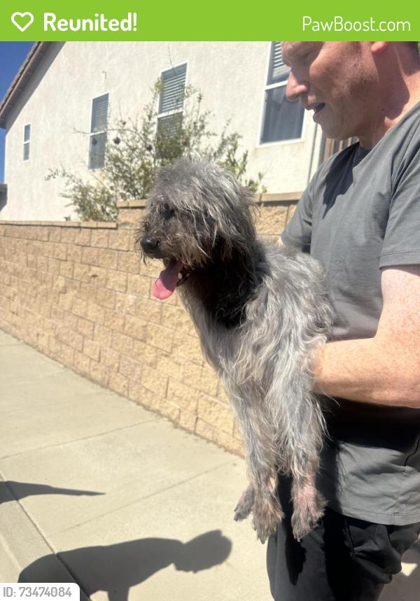 Reunited Unknown Dog last seen Parkhurst, Anaheim, CA 92808