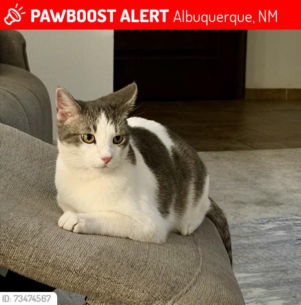 Lost Male Cat last seen 2nd and Osuna, Albuquerque, NM 87107