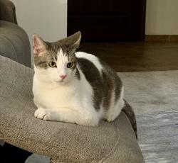 Lost Male Cat last seen 2nd and Osuna, Albuquerque, NM 87107