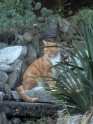 Reunited Unknown Cat last seen Forest St, Worcester, MA 01609