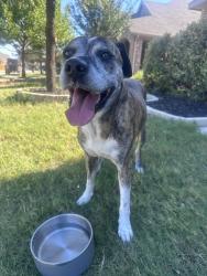 Reunited Male Dog last seen Saginaw Springs Neighborhood, Saginaw, TX 76179