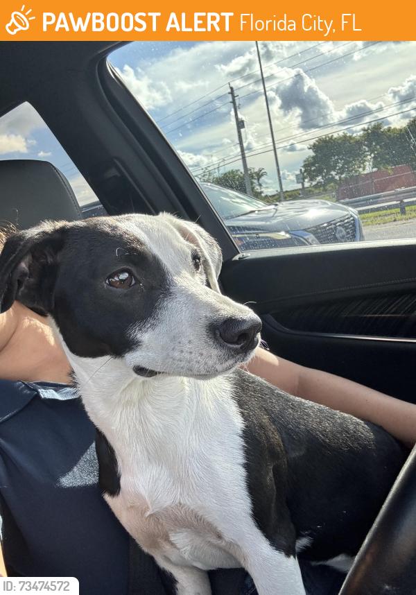 Found/Stray Female Dog last seen Mowru drive., Florida City, FL 33034