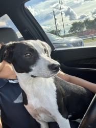 Found/Stray Female Dog last seen Mowru drive., Florida City, FL 33034