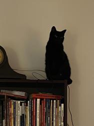 Lost Female Cat last seen Continental, Cohoes, NY 12047