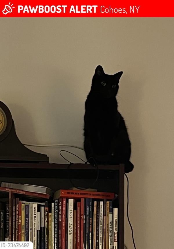 Lost Female Cat last seen Continental, Cohoes, NY 12047