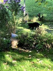 Found/Stray Unknown Cat last seen Aurora Ave between Farrington and Galtier, Saint Paul, MN 55103