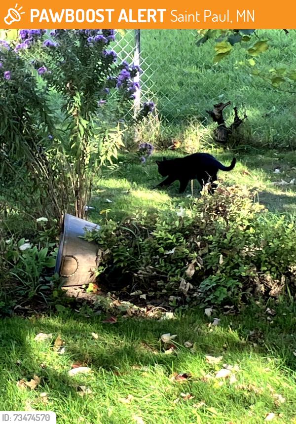 Found/Stray Unknown Cat last seen Aurora Ave between Farrington and Galtier, Saint Paul, MN 55103