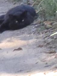 Found/Stray Unknown Cat last seen 9/10 mile down Wax Rd, Floyd County, GA 30173