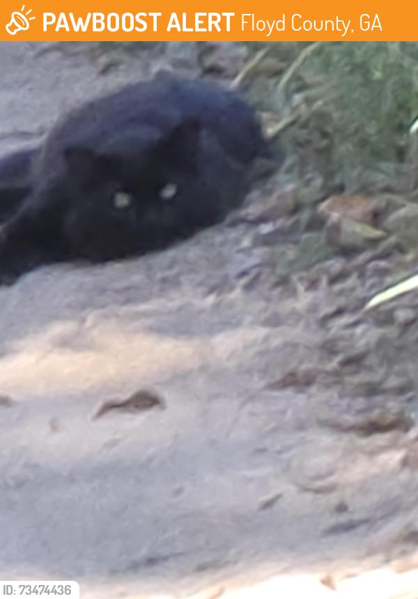 Found/Stray Unknown Cat last seen 9/10 mile down Wax Rd, Floyd County, GA 30173