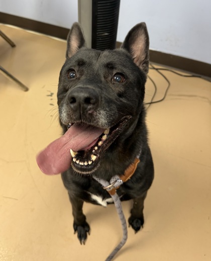 Shelter Stray Male Dog last seen Near Buford Hwy NE, Doraville, GA 30340, 30340, GA, 3280 Chamblee Dunwoody Rd, Chamblee, GA 30341, USA