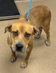 Shelter Stray Female Dog last seen Near Covington Hwy, Lithonia, GA 30058, 30058, GA, 3280 Chamblee Dunwoody Rd, Chamblee, GA 30341, USA