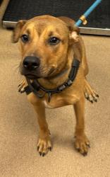 Shelter Stray Male Dog last seen Near peachtree ind blvd, 30360, GA, 3280 Chamblee Dunwoody Rd, Chamblee, GA 30341, USA