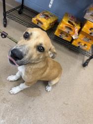 Shelter Stray Male Dog last seen Near EVANS MILL ROAD Lithonia, 30058, 30058, GA, 3280 Chamblee Dunwoody Rd, Chamblee, GA 30341, USA