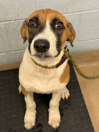 Shelter Stray Male Dog last seen Near EVANS MILL ROAD Lithonia, 30058, 30058, GA, 3280 Chamblee Dunwoody Rd, Chamblee, GA 30341, USA