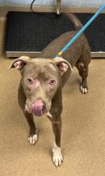 Shelter Stray Female Dog last seen Near Grand Central Parkway, 30035, GA, 3280 Chamblee Dunwoody Rd, Chamblee, GA 30341, USA