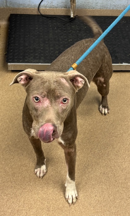 Shelter Stray Female Dog last seen Near Grand Central Parkway, 30035, GA, 3280 Chamblee Dunwoody Rd, Chamblee, GA 30341, USA