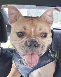 Lost Male Dog last seen In Fairways subdivision, Douglasville, GA 30134