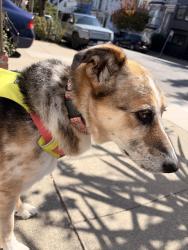 Lost Female Dog last seen church & valley, San Francisco, CA 94131