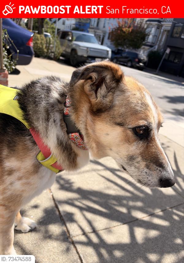 Lost Female Dog last seen church & valley, San Francisco, CA 94131