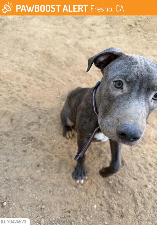 Found/Stray Male Dog last seen Copper river Fresno Clovis, Fresno, CA 93730