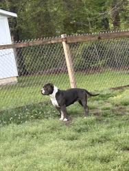 Reunited Male Dog last seen Near Sunset Lane in BC, Stinger Park in Bessemer City, Bessemer City, NC 28016