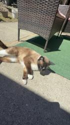 Lost Male Cat last seen hesperian & contessa, Hayward, CA 94545