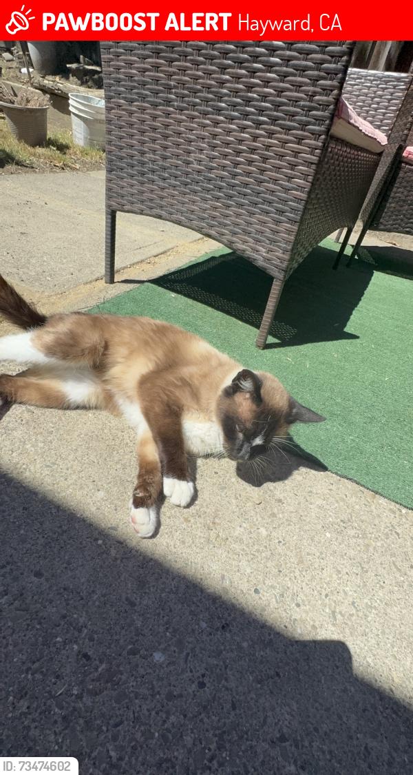 Lost Male Cat last seen hesperian & contessa, Hayward, CA 94545