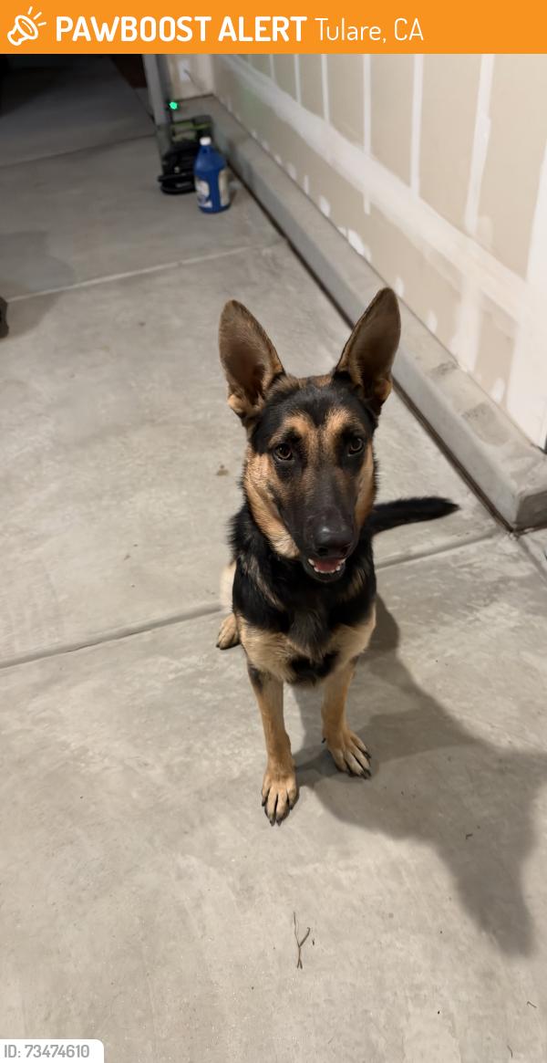 Found/Stray Male Dog last seen Bardsley & West, Tulare, CA 93274