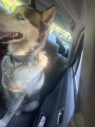 Found/Stray Male Dog last seen Lakeside grove /lakeside road, Greenville County, SC 29611
