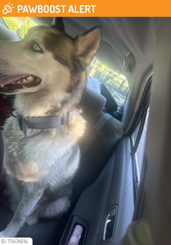 Found/Stray Male Dog last seen Lakeside grove /lakeside road, Greenville County, SC 29611