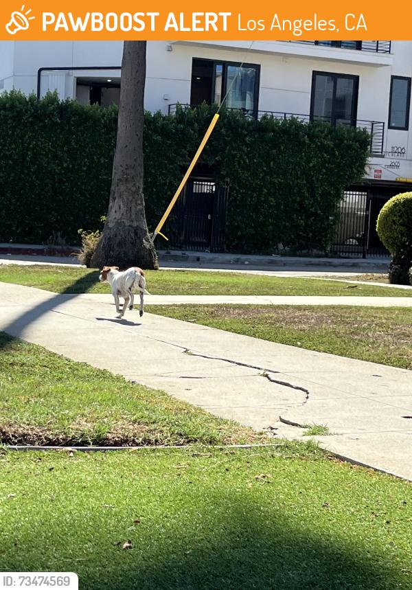 Found/Stray Unknown Dog last seen Sepulveda and Richland, Los Angeles, CA 90064