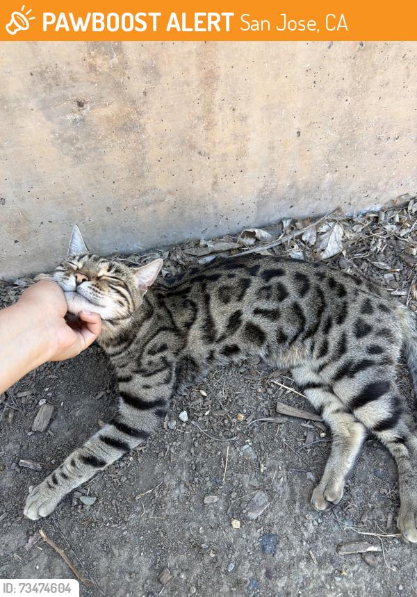 Found/Stray Unknown Cat last seen seven trees community center, San Jose, CA 95111