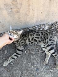 Found/Stray Unknown Cat last seen seven trees community center, San Jose, CA 95111