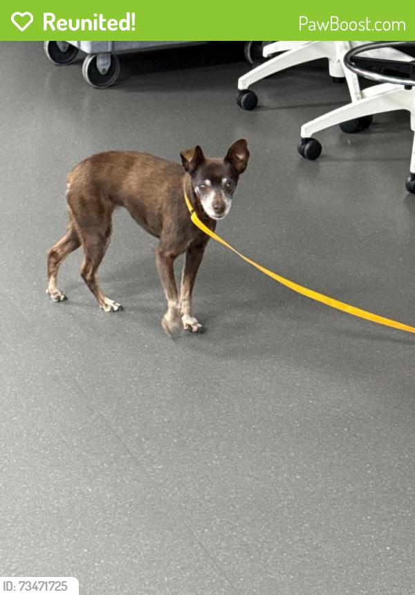 Reunited Female Dog last seen Skyline and westborough, San Bruno, CA 94066
