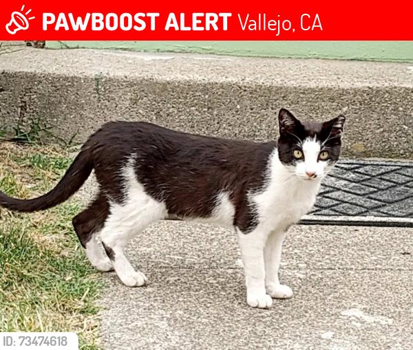 Lost Female Cat last seen Georgia and Amador, Vallejo, CA 94590