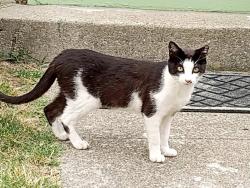 Lost Female Cat last seen Georgia and Amador, Vallejo, CA 94590