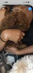 Lost Female Dog last seen Near s central ave, Ontario, CA 91762