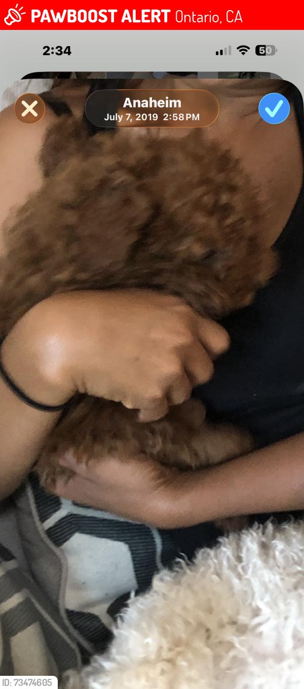 Lost Female Dog last seen Near s central ave, Ontario, CA 91762
