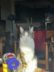 Reunited Male Cat last seen Hull between Boyland and Rockaway, Brooklyn, NY 11233