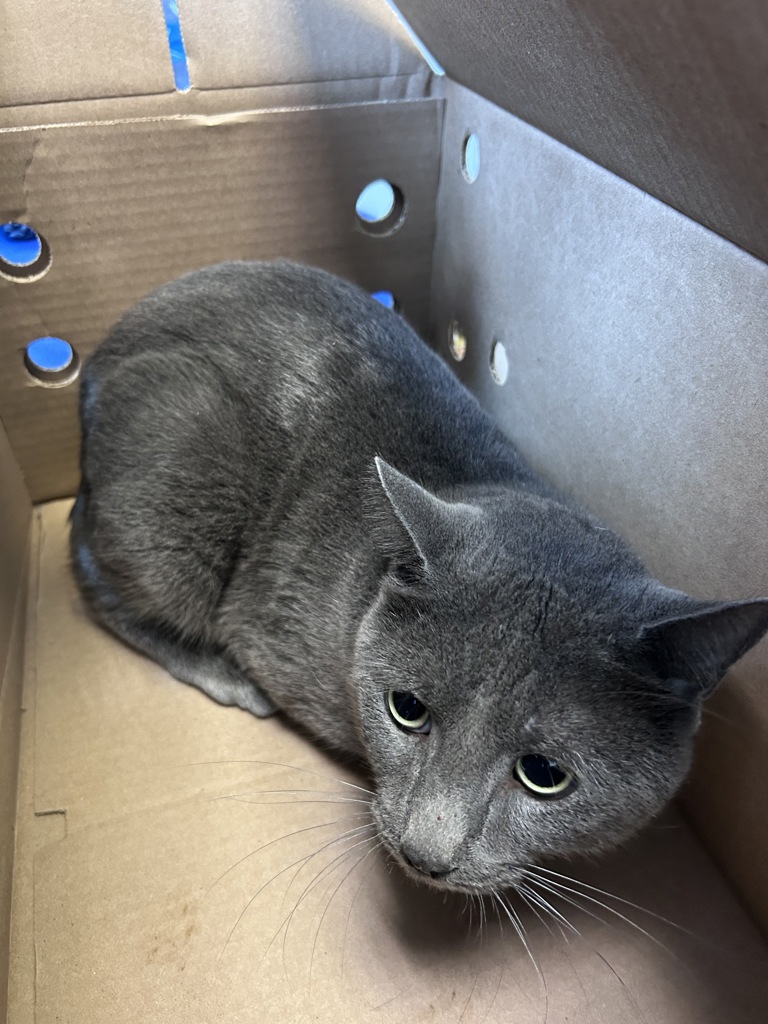 Shelter Stray Male Cat last seen Apt 2A,1815 Davidson Avenue, BRONX, NY, 10453, 326 E 110th St, New York, NY 10029, USA