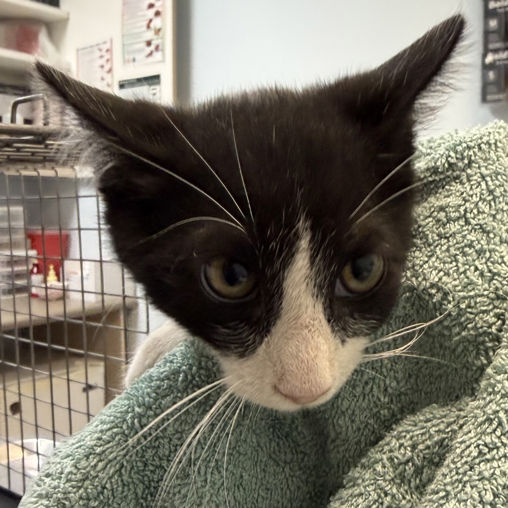 Shelter Stray Male Cat last seen Near Olamar Way, San Diego, CA, 92139, 5500 Gaines St, San Diego, CA 92110, USA